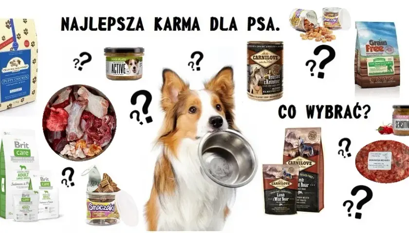 Jak wybrać dobrą karmę dla małych psów: 5 najważniejszych zasad żywienia
