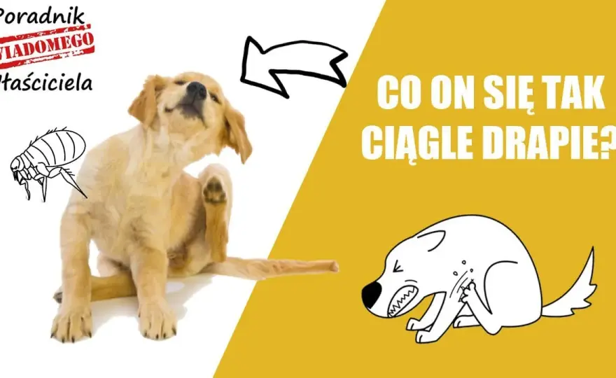Dlaczego pies się drapie a nie ma pcheł? Zagadka drapania u psów