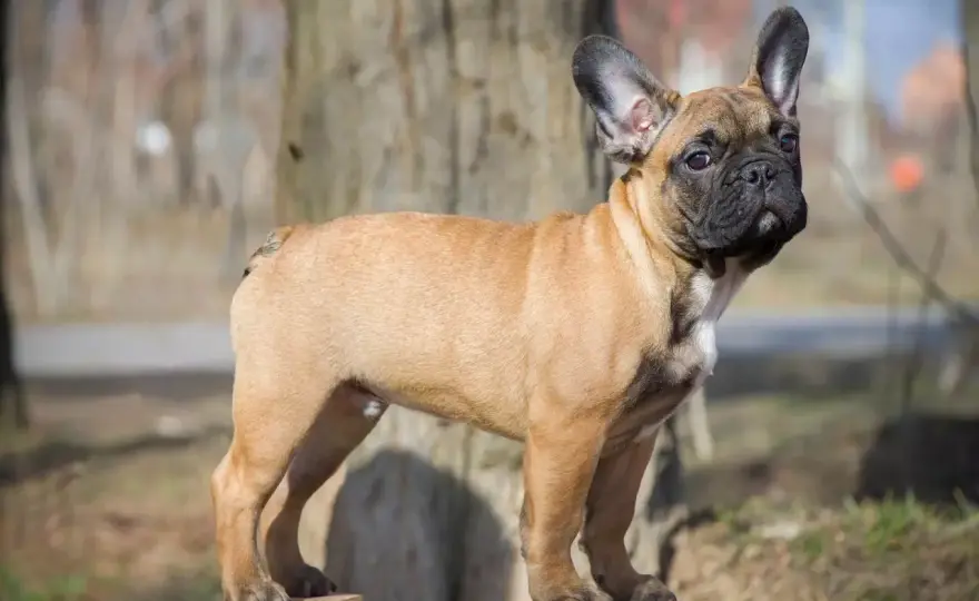 Buldog francuski z ogonem: Niezwykłe zjawisko w świecie psów