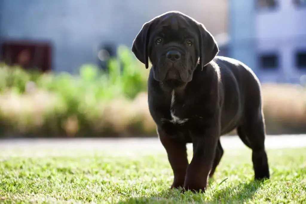 Ile powinien jeść szczeniak Cane Corso, aby uniknąć problemów zdrowotnych?