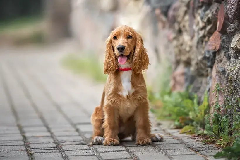Duży spaniel: charakterystyka i wymagania popularnych ras psów