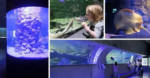 Zdjęcie Oceanarium Świnoujście - co warto wiedzieć przed wizytą?