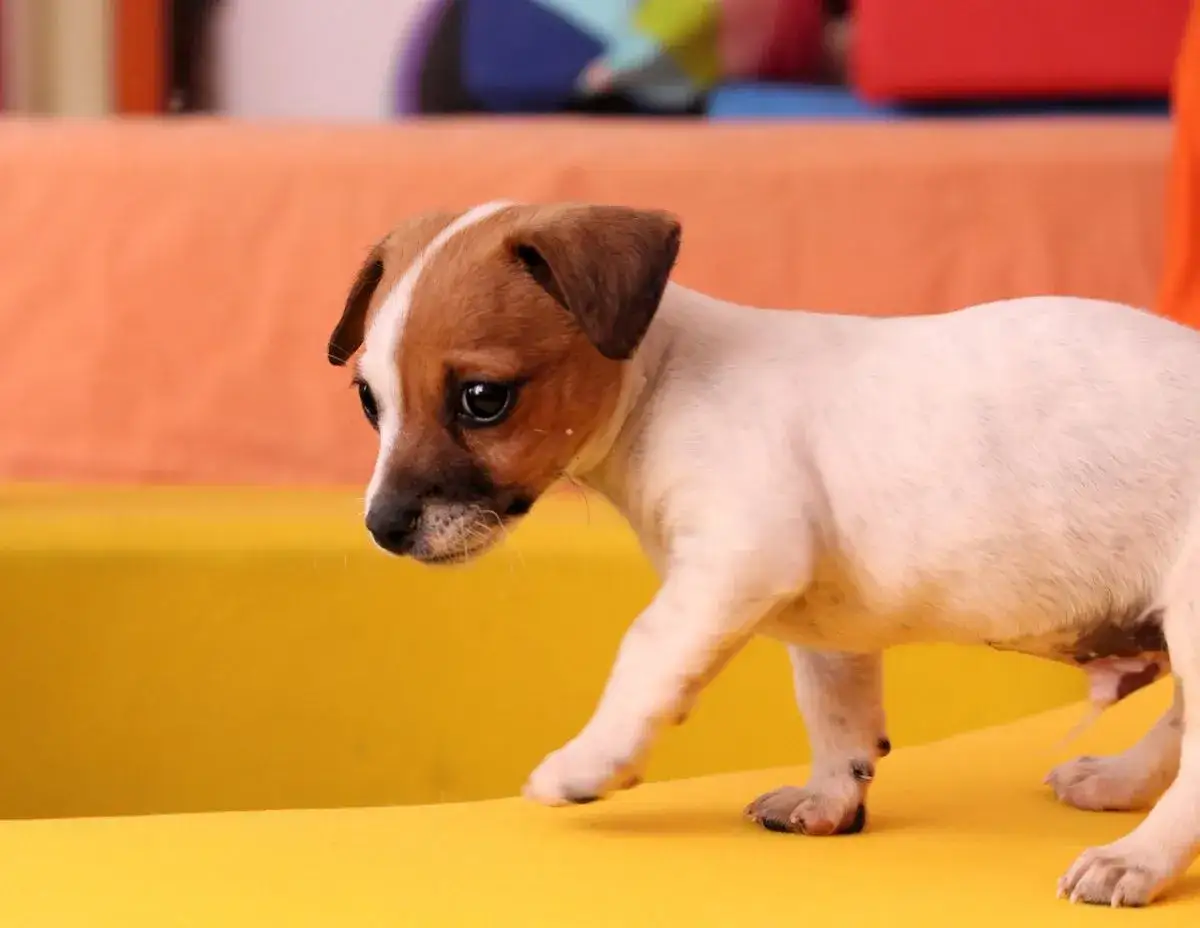 Zdjęcie Stojące uszy u jack russell terriera - czy to wada czy zaleta rasy?