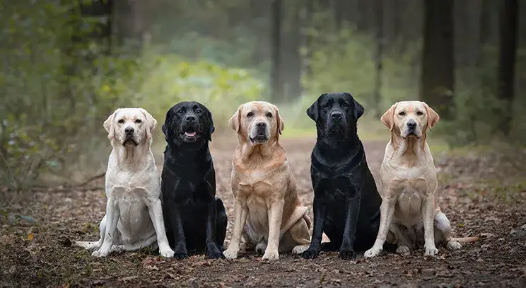 Zdjęcie Amerykański labrador - poznaj różnice i cechy tej wyjątkowej rasy psów